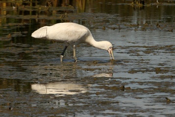 Spoonbill